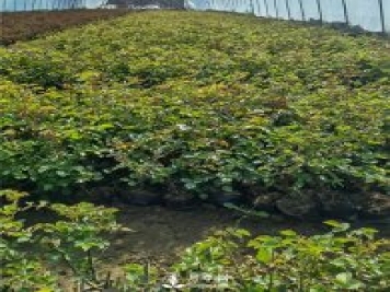 各类盆栽月季上市，南阳杯苗基地全国批发中