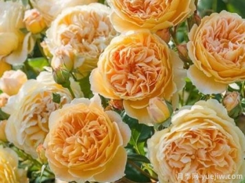 大花香水月季的养护方法，分享10种花香飘满屋