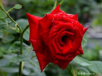 2023年情人节十大玫瑰品种销量榜，卡罗拉位居首位