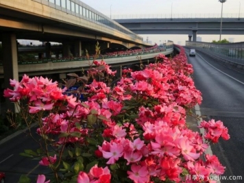 30万株新品种，杭州高架月季会带来什么样的惊喜？