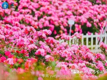 2024年第二届杭州市月季花展举办，赏500万株月季