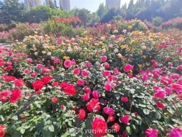 郑州月季公园40万株月季竞相绽放，感受花漾生活