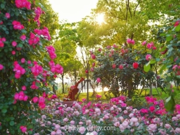 上海前滩休闲公园，月季花海盛景等你赏