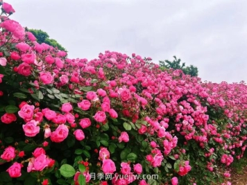 上海放鹤谷无门票，30万朵200多种月季开成了花海