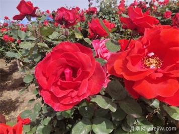 月季、玫瑰、蔷薇分别是什么？如何区别？