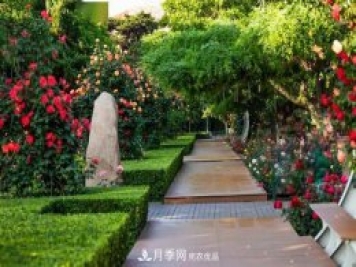 秦皇岛适合养月季花，市花和市树是什么